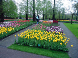 Keukenhof (65)